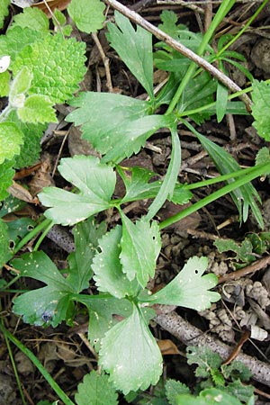 Ranunculus reichertii \ Reichert-Gold-Hahnenfu / Reichert's Goldilocks, D Offenbach-Hundheim 12.4.2014