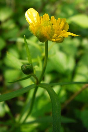 Ranunculus reichertii \ Reichert-Gold-Hahnenfu / Reichert's Goldilocks, D Offenbach-Hundheim 12.4.2014