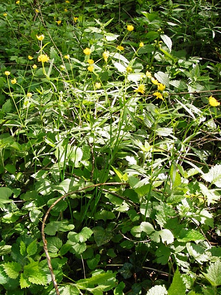 Ranunculus reichertii \ Reichert-Gold-Hahnenfu / Reichert's Goldilocks, D Offenbach-Hundheim 12.4.2014