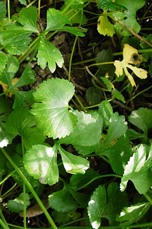 Ranunculus reichertii \ Reichert-Gold-Hahnenfu / Reichert's Goldilocks, D Offenbach-Hundheim 12.4.2014