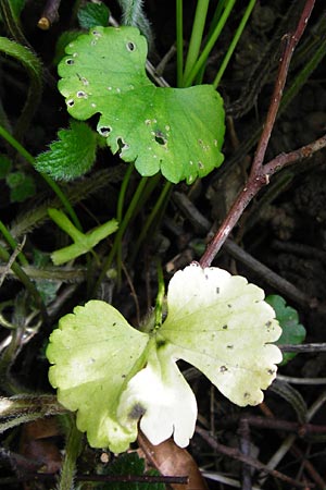 Ranunculus reichertii \ Reichert-Gold-Hahnenfu / Reichert's Goldilocks, D Offenbach-Hundheim 12.4.2014
