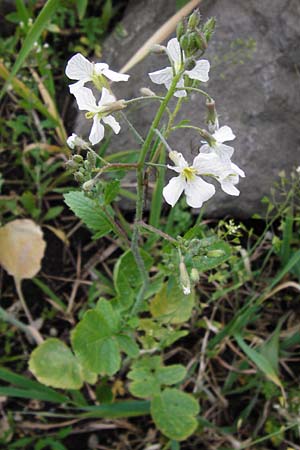 Raphanus sativus var. oleiformis \ l-Rettich / Oil Radish, Fodder Radish, D Mannheim 28.4.2014