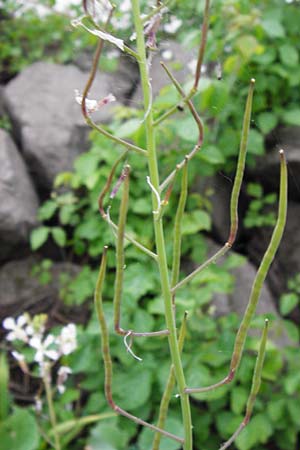 Raphanus sativus var. oleiformis \ l-Rettich / Oil Radish, Fodder Radish, D Mannheim 28.4.2014