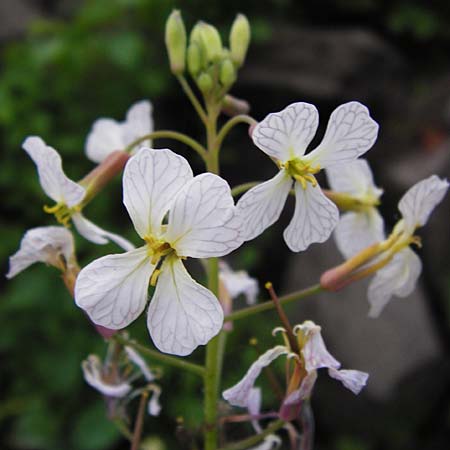 Raphanus sativus var. oleiformis \ l-Rettich / Oil Radish, Fodder Radish, D Mannheim 28.4.2014