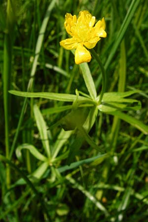 Ranunculus recticaulis \ Aufrechter Gold-Hahnenfu / Upright Goldilocks, D Hassenbach 2.5.2014