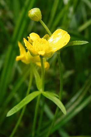 Ranunculus recticaulis \ Aufrechter Gold-Hahnenfu / Upright Goldilocks, D Hassenbach 2.5.2014