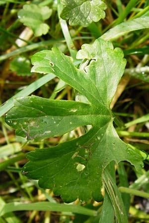 Ranunculus recticaulis \ Aufrechter Gold-Hahnenfu / Upright Goldilocks, D Hassenbach 2.5.2014