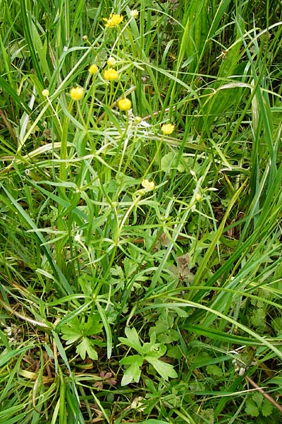 Ranunculus recticaulis \ Aufrechter Gold-Hahnenfu / Upright Goldilocks, D Hassenbach 2.5.2014