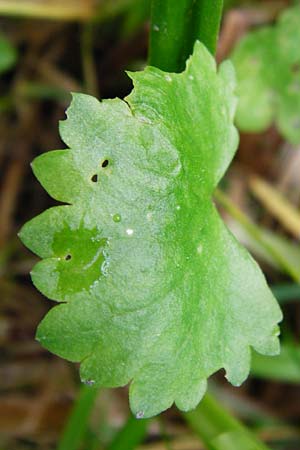 Ranunculus recticaulis \ Aufrechter Gold-Hahnenfu / Upright Goldilocks, D Hassenbach 2.5.2014