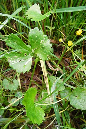 Ranunculus recticaulis \ Aufrechter Gold-Hahnenfu / Upright Goldilocks, D Hassenbach 2.5.2014
