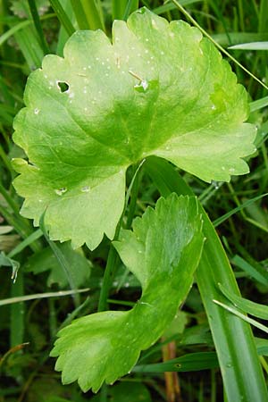 Ranunculus recticaulis \ Aufrechter Gold-Hahnenfu / Upright Goldilocks, D Hassenbach 2.5.2014