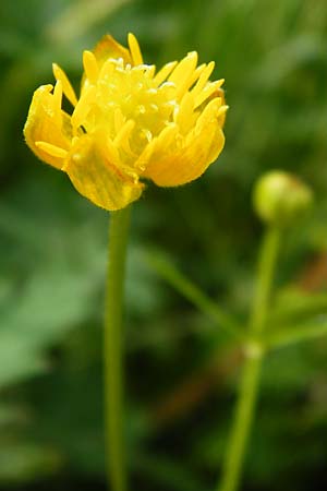 Ranunculus recticaulis \ Aufrechter Gold-Hahnenfu / Upright Goldilocks, D Hassenbach 2.5.2014