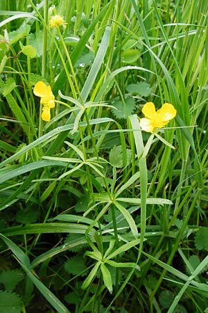 Ranunculus recticaulis \ Aufrechter Gold-Hahnenfu / Upright Goldilocks, D Hassenbach 2.5.2014