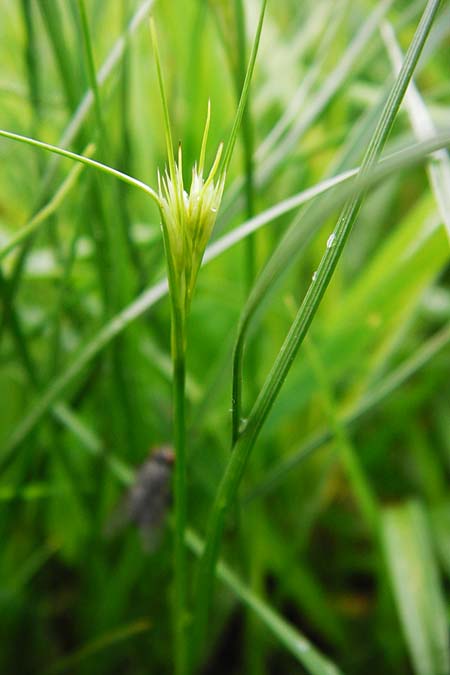 Juncus compressus \ Zusammengedrckte Binse / Round-Fruited Rush, D Groß-Gerau 11.5.2014