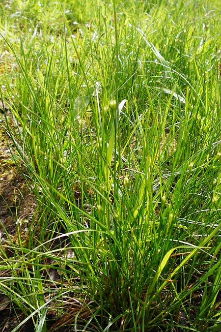 Juncus compressus \ Zusammengedrckte Binse / Round-Fruited Rush, D Groß-Gerau 11.5.2014