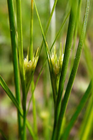 Juncus compressus \ Zusammengedrckte Binse / Round-Fruited Rush, D Groß-Gerau 11.5.2014