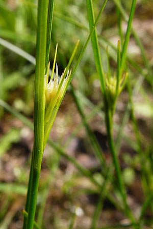 Juncus compressus \ Zusammengedrckte Binse / Round-Fruited Rush, D Groß-Gerau 11.5.2014