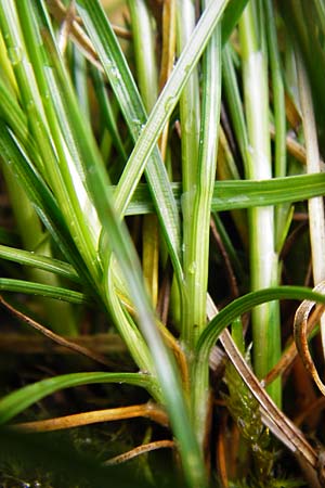 Juncus compressus \ Zusammengedrckte Binse / Round-Fruited Rush, D Groß-Gerau 11.5.2014