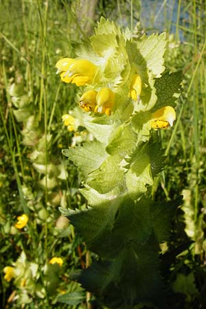 Rhinanthus alectorolophus \ Zottiger Klappertopf / Greater Yellow-Rattle, D Gimbsheim 23.5.2014