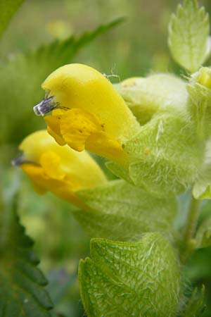 Rhinanthus alectorolophus \ Zottiger Klappertopf / Greater Yellow-Rattle, D Hemsbach 27.5.2014
