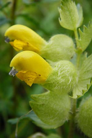 Rhinanthus alectorolophus \ Zottiger Klappertopf / Greater Yellow-Rattle, D Hemsbach 27.5.2014