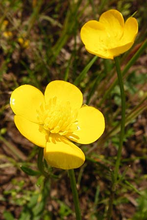Ranunculus bulbosus \ Knolliger Hahnenfu / Bulbous Buttercup, D Friedewald 31.5.2014