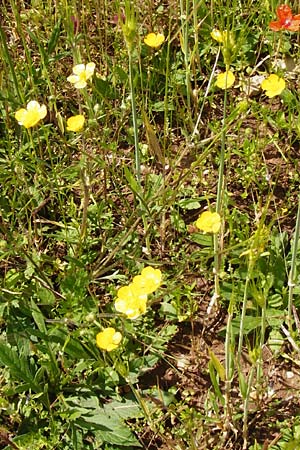 Ranunculus bulbosus \ Knolliger Hahnenfu / Bulbous Buttercup, D Friedewald 31.5.2014