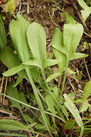 Rumex acetosella, Kleiner Sauer-Ampfer Rumex acetosella, Kleiner Sauer-Ampfer