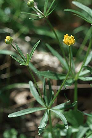 Ranunculus excisus \ Ausgeschnittener Gold-Hahnenfu� / Excised Goldilocks, D Donnersberg 29.4.2006