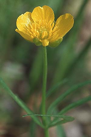 Ranunculus argoviensis ? \ Aargauer Gold-Hahnenfu / Aargau Goldilocks, D Donnersberg 30.4.2006