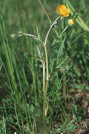 Ranunculus bulbosus \ Knolliger Hahnenfu / Bulbous Buttercup, D Mannheim 1.5.2006
