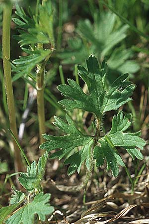 Ranunculus bulbosus \ Knolliger Hahnenfu / Bulbous Buttercup, D Mannheim 1.5.2006