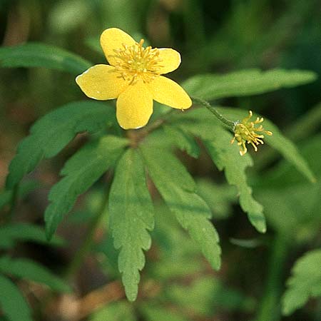 Anemone ranunculoides \ Gelbes Windrschen / Yellow Anemone, D Apfelberg 6.5.2006