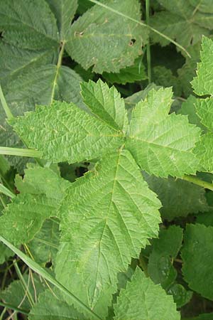 Rubus rhombicus ? \ Rhombische Haselblatt-Brombeere / Rhombic Bramble, D Pforzheim 9.7.2011