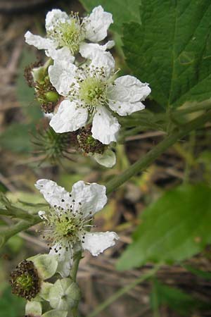 Rubus rhombicus ? \ Rhombische Haselblatt-Brombeere / Rhombic Bramble, D Pforzheim 9.7.2011
