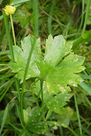 Ranunculus borchers-kolbiae \ Gestielter Gold-Hahnenfu� / Petiolate Goldilocks, D Erding 6.5.2012