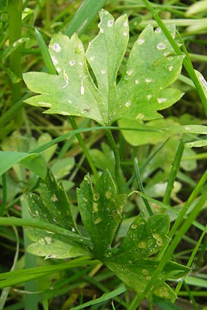 Ranunculus borchers-kolbiae \ Gestielter Gold-Hahnenfu� / Petiolate Goldilocks, D Erding 6.5.2012