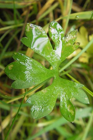 Ranunculus borchers-kolbiae \ Gestielter Gold-Hahnenfu� / Petiolate Goldilocks, D Erding 6.5.2012