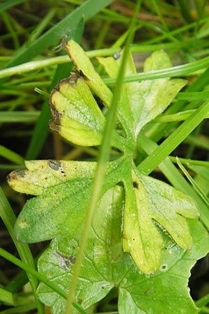 Ranunculus borchers-kolbiae \ Gestielter Gold-Hahnenfu� / Petiolate Goldilocks, D Erding 6.5.2012