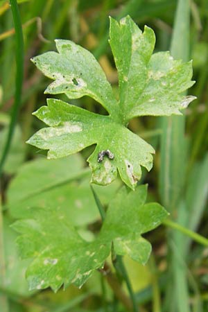 Ranunculus borchers-kolbiae \ Gestielter Gold-Hahnenfu� / Petiolate Goldilocks, D Erding 6.5.2012