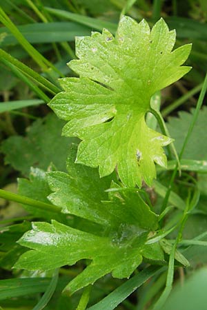 Ranunculus borchers-kolbiae \ Gestielter Gold-Hahnenfu� / Petiolate Goldilocks, D Erding 6.5.2012