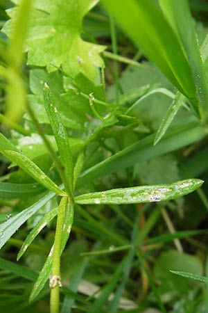 Ranunculus borchers-kolbiae \ Gestielter Gold-Hahnenfu� / Petiolate Goldilocks, D Erding 6.5.2012