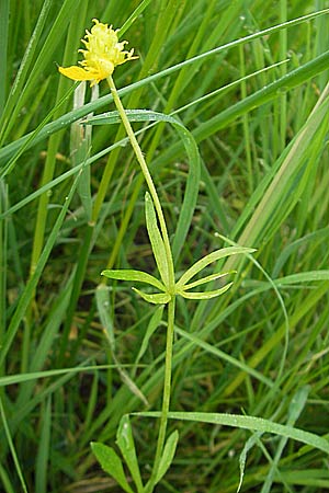 Ranunculus borchers-kolbiae \ Gestielter Gold-Hahnenfu� / Petiolate Goldilocks, D Erding 6.5.2012