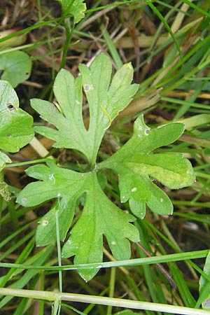 Ranunculus borchers-kolbiae \ Gestielter Gold-Hahnenfu� / Petiolate Goldilocks, D Erding 6.5.2012