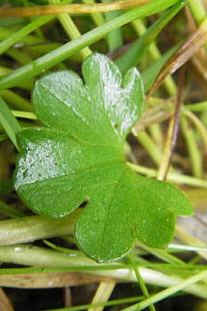 Ranunculus borchers-kolbiae \ Gestielter Gold-Hahnenfu� / Petiolate Goldilocks, D Erding 6.5.2012