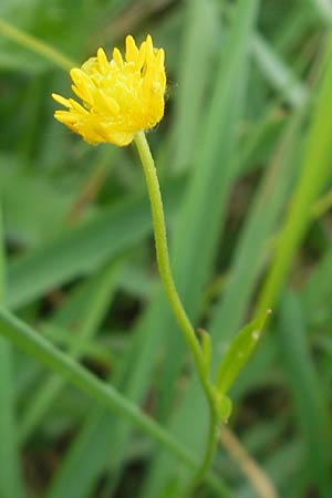 Ranunculus borchers-kolbiae \ Gestielter Gold-Hahnenfu� / Petiolate Goldilocks, D Erding 6.5.2012