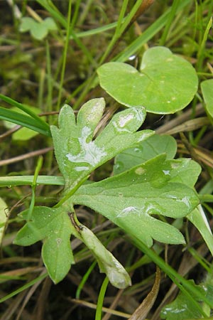 Ranunculus borchers-kolbiae \ Gestielter Gold-Hahnenfu� / Petiolate Goldilocks, D Erding 6.5.2012