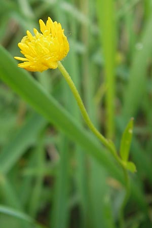 Ranunculus borchers-kolbiae \ Gestielter Gold-Hahnenfu� / Petiolate Goldilocks, D Erding 6.5.2012