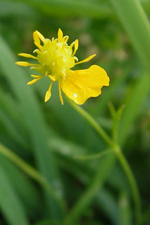 Ranunculus borchers-kolbiae \ Gestielter Gold-Hahnenfu� / Petiolate Goldilocks, D Erding 6.5.2012