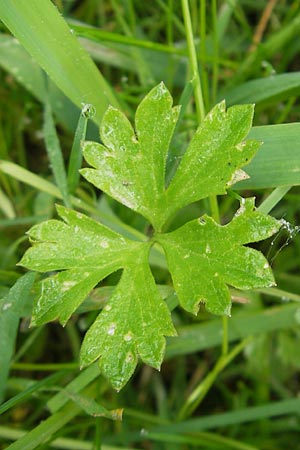 Ranunculus borchers-kolbiae \ Gestielter Gold-Hahnenfu� / Petiolate Goldilocks, D Erding 6.5.2012